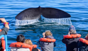 ballenas, Chubut, Puerto Pirámides, turismo