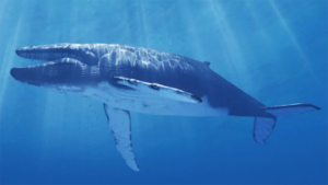 ballenas, japon, rorcuales