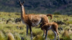 Chubut, guanacos, Osvaldo Luján, Sociedades Rurales
