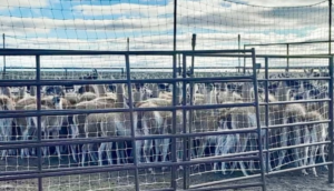 guanacos, mercado gastronómico, Santa Cruz