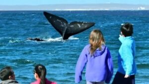 ballenas, Gustavo Sastre, Puerto Madryn