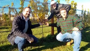 Chubut, Trevelin, viñedo