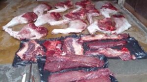 avestruz, dolavon, guanaco