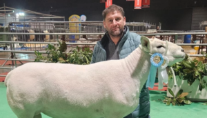 carneros, lana, palermo