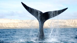 ballenas, Chubut
