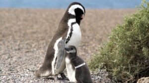 pingüinos