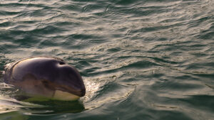 ballenas, peru, pesca
