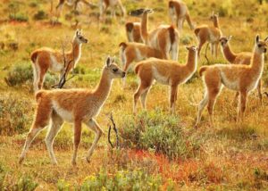 guanacos, ovejas