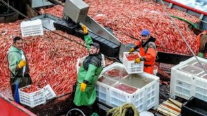 CAFACH, langostinos, pesca, SOMU