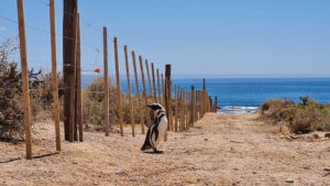 Drones, pingüinos, punta tombo