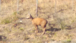 huemul, Lago Puelo