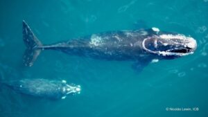 ballena, Mochita, Península Valdés