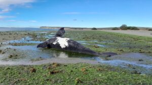 ballenas, Puerto Pirámides