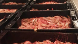 langostino, Madryn, STIA