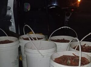 langostinos, Playa Unión