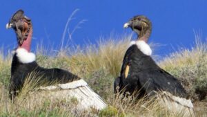 cóndor, Neuquén