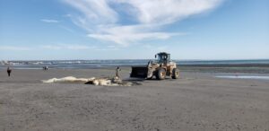ballena, Madryn