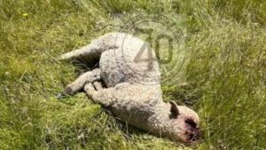 ovinos, Trevelin, vandalismo