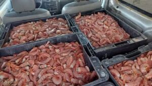 langostino, Playa Unión