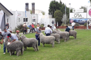 Expo Ganadera, ganado ovino, Sociedad Rural
