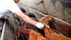 Aftosa, Alemania, OMSA, SENASA