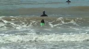 costanera, perra labradora, playa