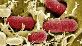 Gobierno del Chubut, Medidas de prevención, Secretaría de Salud, Síndome Urémico Hemolítico