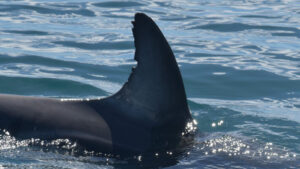 delfines, Golfo Nuevo