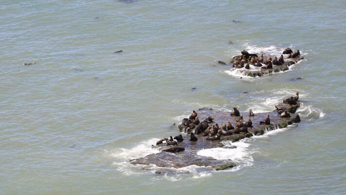 lobos marinos, moquillo, Río Negro