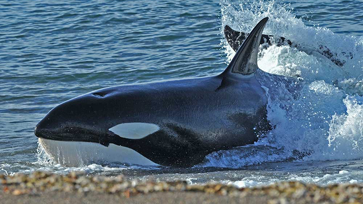 fauna marina, orcas
