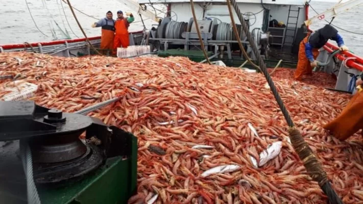 Fresqueros, langostino