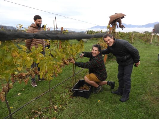Trevelin, vendimia, viñedo