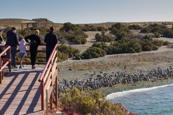 pingüinos, punta tombo