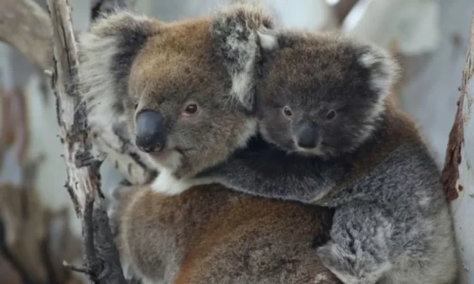 Australia, francotiradores, koalas