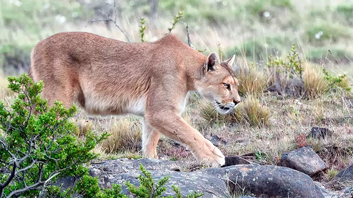 caza, Neuquén, puma
