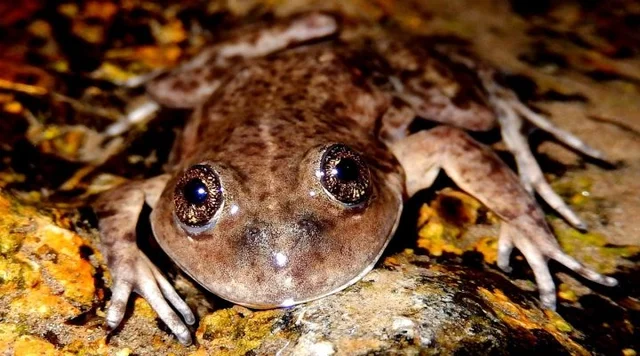 conicet, Óscar verde, ranas