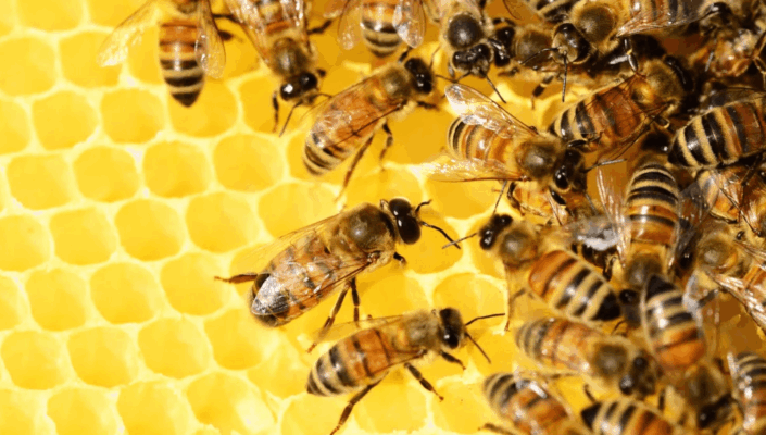 abejas, agroquímicos, polinización