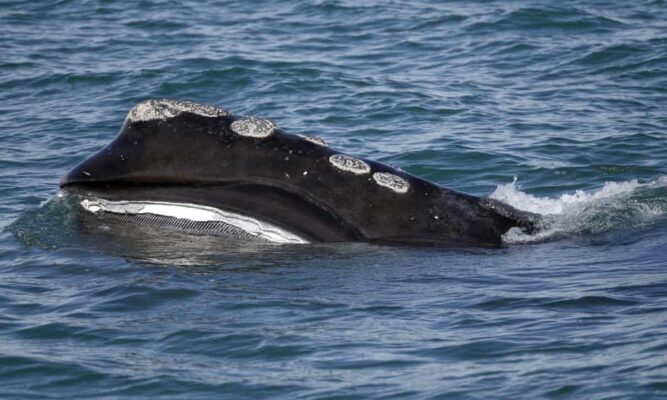 ballena, extinción