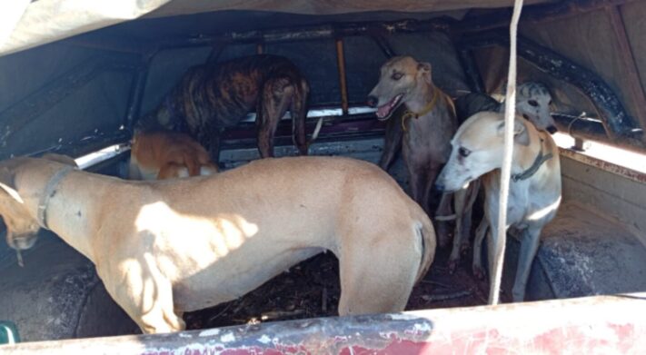Córdoba, galgos
