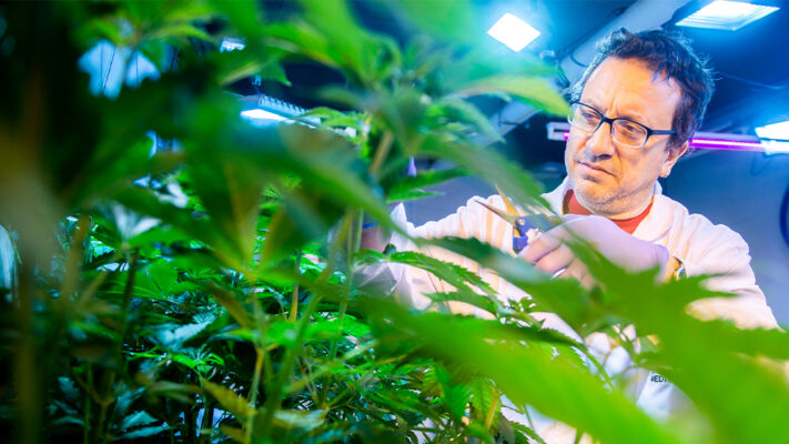 aceite, cannabis, dolor