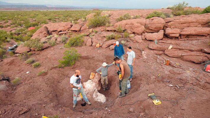 conicet, dinosaurio, saurópodo
