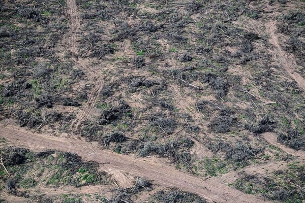deforestación, Greenpeace