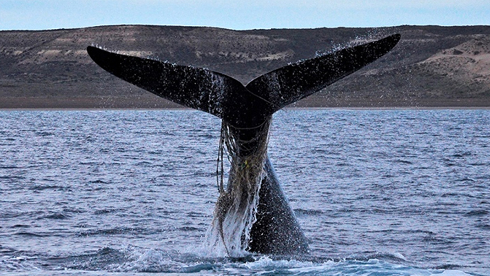 ballenas, cenpat