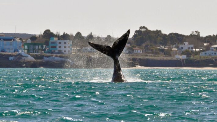 ballenas, ICB