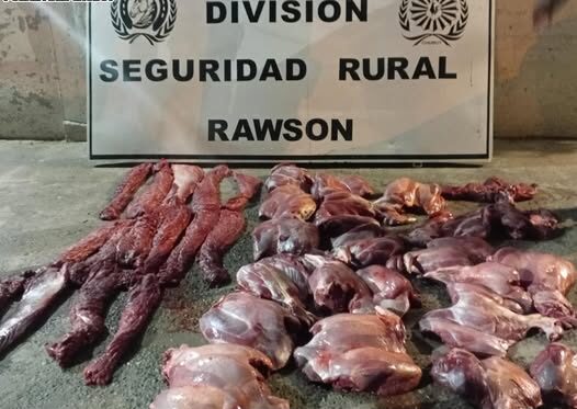 guanaco, Rawson