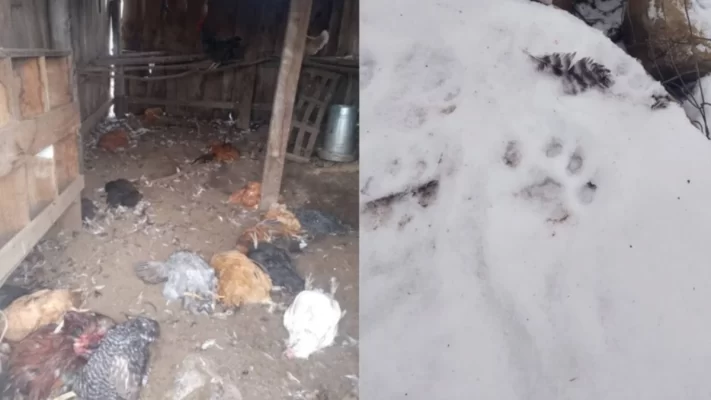 Cerro Centinela, escuela, pumas