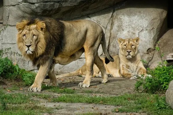 Dinamarca, mascotas, zoológico