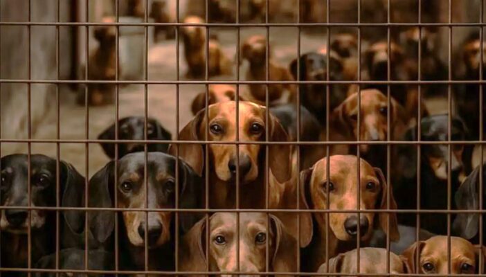 Madryn, maltrato animal