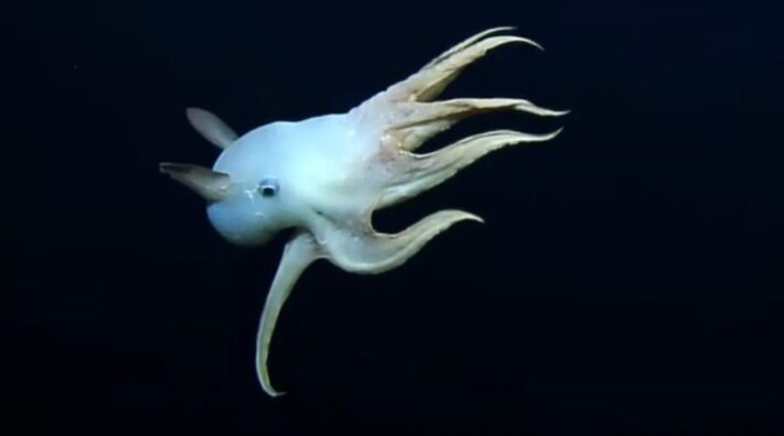 conicet, pulpo “Dumbo”