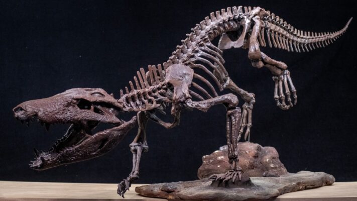 cocodrilo, conicet, dinosaurios